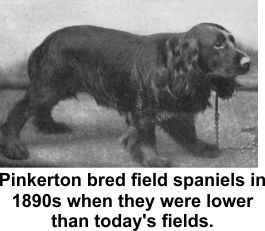 Pinkerton bred field spaniels and yorkies.